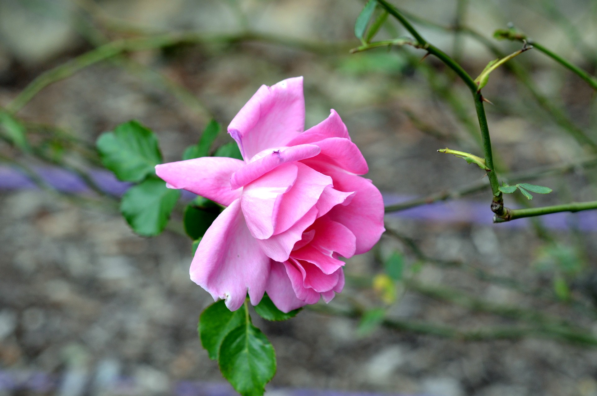 Pink Carefree Beauty